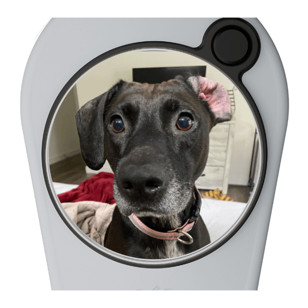 Pitchfix Original Divot Tool with Custom Ball Marker (White)